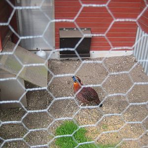 Hobro Mini Zoo - Tragopan aviary