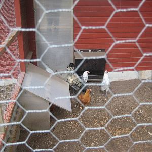 Hobro Mini Zoo - Chicken aviary