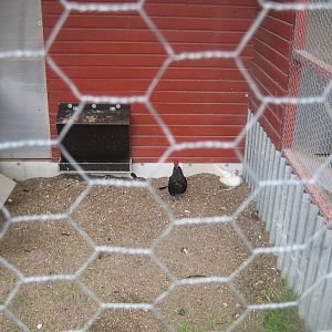 Hobro Mini Zoo - Chicken aviary