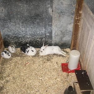 Hobro Mini Zoo - Rabbit exhibit