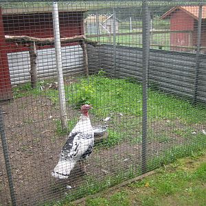 Hobro Mini Zoo - Turkey exhibit