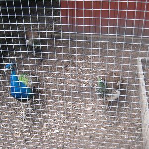 Hobro Mini Zoo - Peafowl