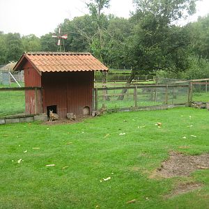 Hobro Mini Zoo - Cavy exhibit