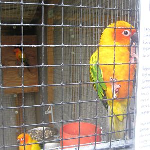 Hobro Mini Zoo -Sun parakeets