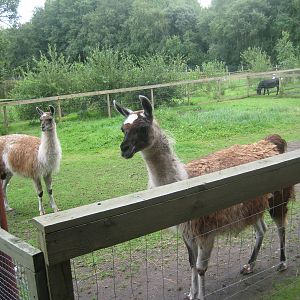 Hobro Mini Zoo - Llama exhibit