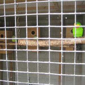 Hobro Mini Zoo - Parrot aviary