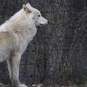 Arctic Wolves
