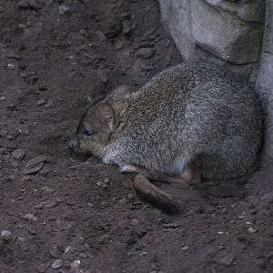 Brush-Tailed Bettongs