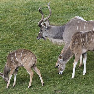 Greater Kudu Family