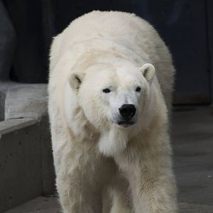 Polar Bear 01