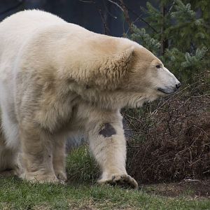 Polar Bear 02