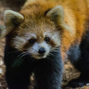 Red Panda 02