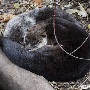 River Otters cuddling