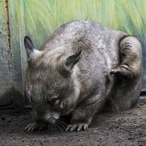 Southern Hairy-Nosed Wombat 02