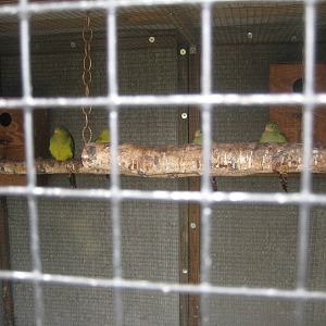 Hobro Mini Zoo - Parrot? aviary