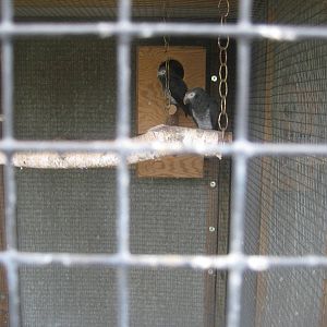 Hobro Mini Zoo - Grey parrots