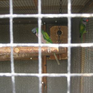 Hobro Mini Zoo - Derbyan parakeets