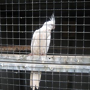 Hobro Mini Zoo - Cockatiel