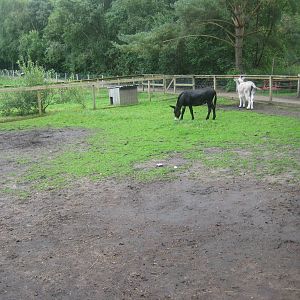 Hobro Mini Zoo - Donkey exhibit