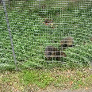 Hobro Mini Zoo - Agouti exhibit