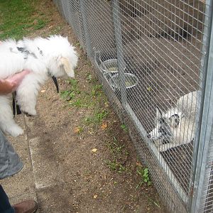 Hobro Mini Zoo - The Fox and the Hound