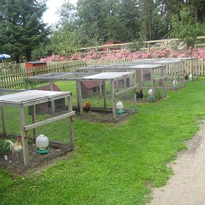 Hobro Mini Zoo - "Chicken garden"