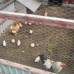 Hobro Mini Zoo - Chicken aviary