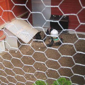 Hobro Mini Zoo - Chicken aviary