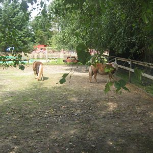 Hobro Mini Zoo - Pony exhibit