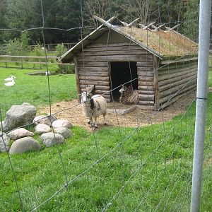 Hobro Mini Zoo - Sheep house
