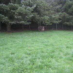 Hobro Mini Zoo - Sheep exhibit