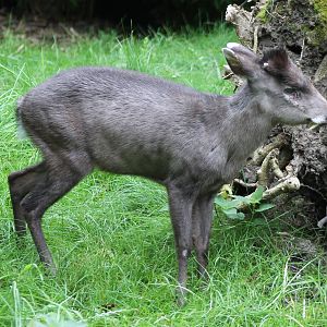Tufted deer