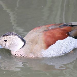 Ringed teal