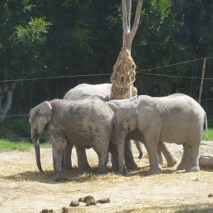 elephants from namibia africam safari