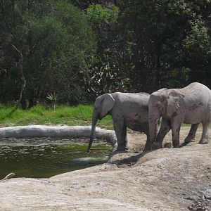 elephants from namibia africam safari