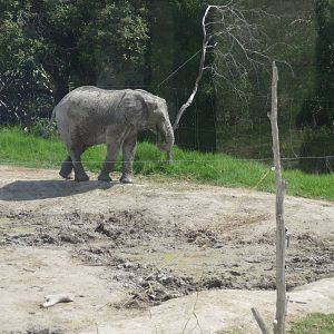 elephants from namibia africam safari