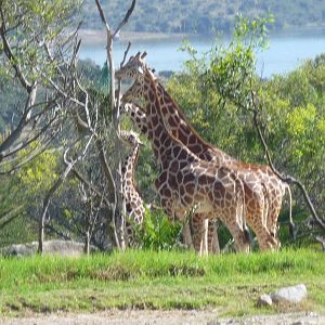 reticulated giraffes africam safari