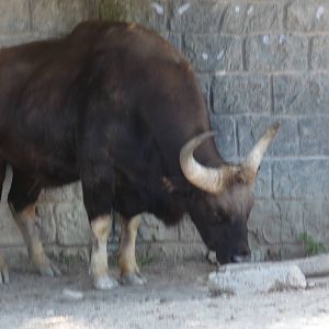 gaur africam safari