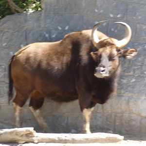 gaur africam safari