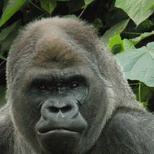 Bantu , lone silverback