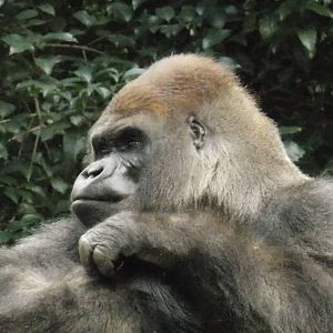 Bantu , lone silverback