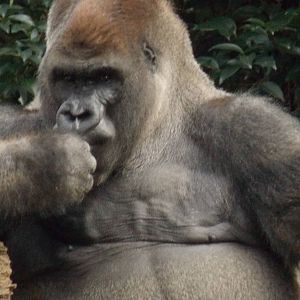 Bantu , lone silverback