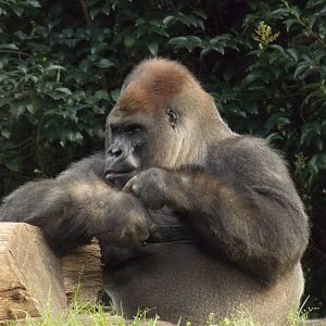 Bantu , lone silverback