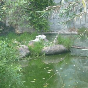white bengal tiger africam safari
