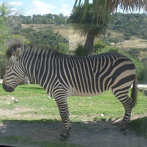 hartmann' s zebra africam safari