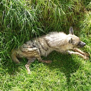 striped hyena africam safari