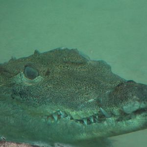 Morelet's crocodile