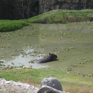 baird' s tapir africam safari