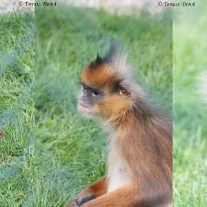 Langur ID please - taken at Owl & Monkey Haven, August 2011