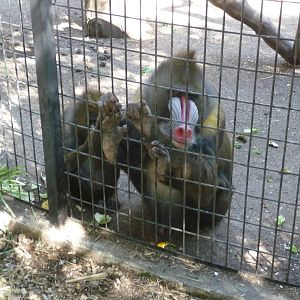 mandrills africam safari